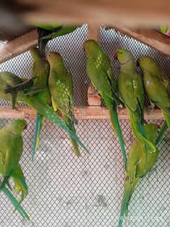 ring neck parrot available