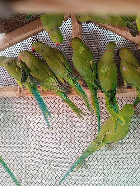 ring neck parrot available 1