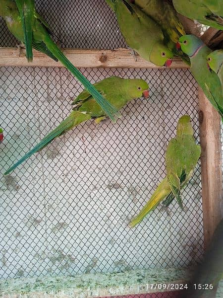 ring neck parrot available 2