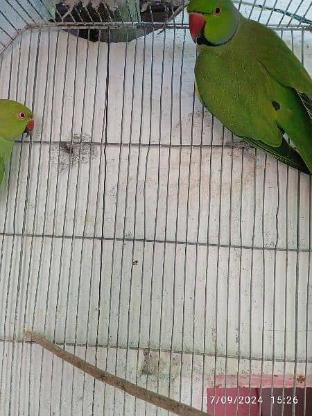 ring neck parrot available 3