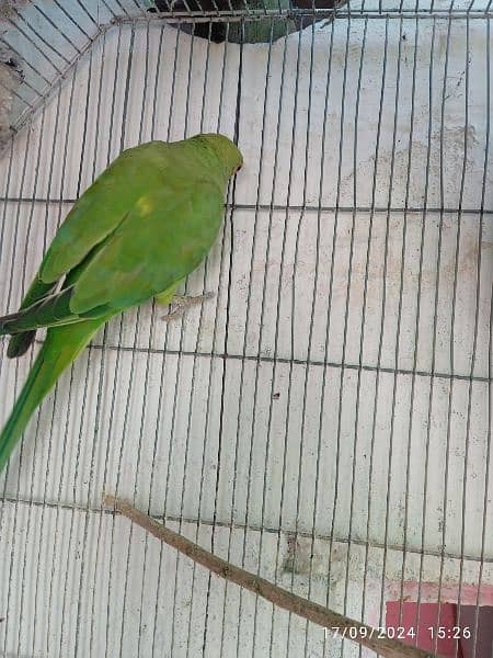 ring neck parrot available 4