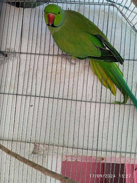 ring neck parrot available 5