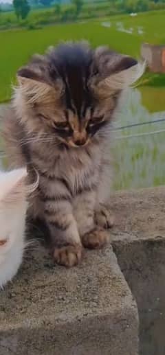 I want to sell Persian female cat