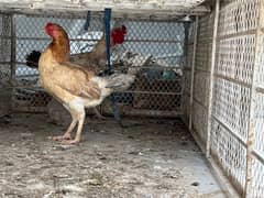 Pair of chicken available for sale