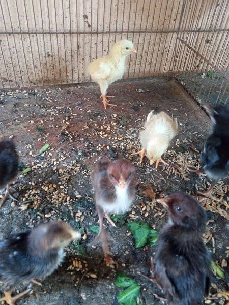 Aseel Sindhi chicks 1