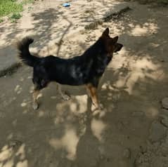 a male germen shepherd age 2 years