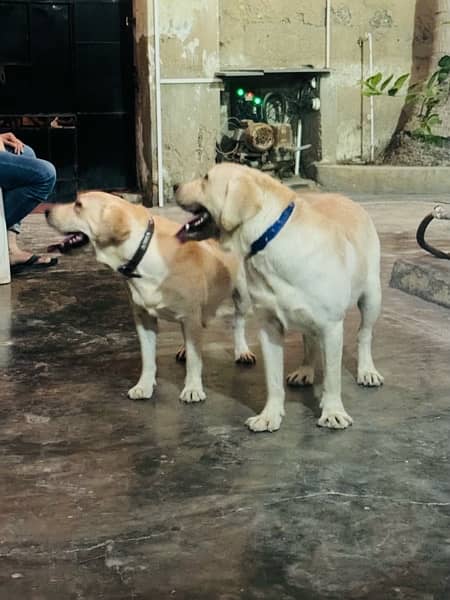 Labrador Dogs pair 1