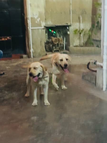 Labrador Dogs pair 2