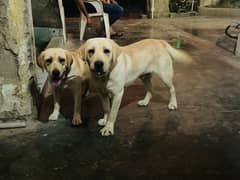 Labrador Dogs pair