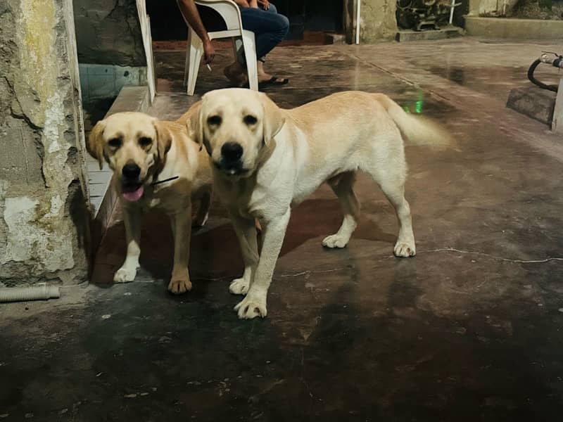 Labrador Dogs pair 0