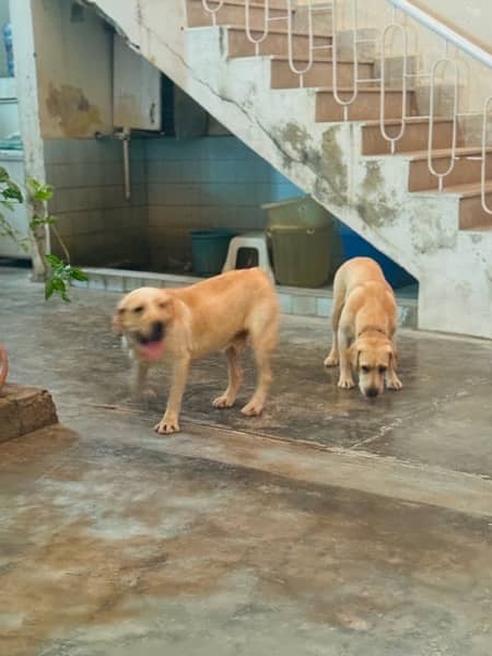 Labrador Dogs pair 3