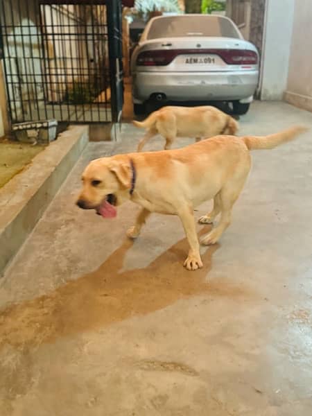 Labrador Dogs pair 4