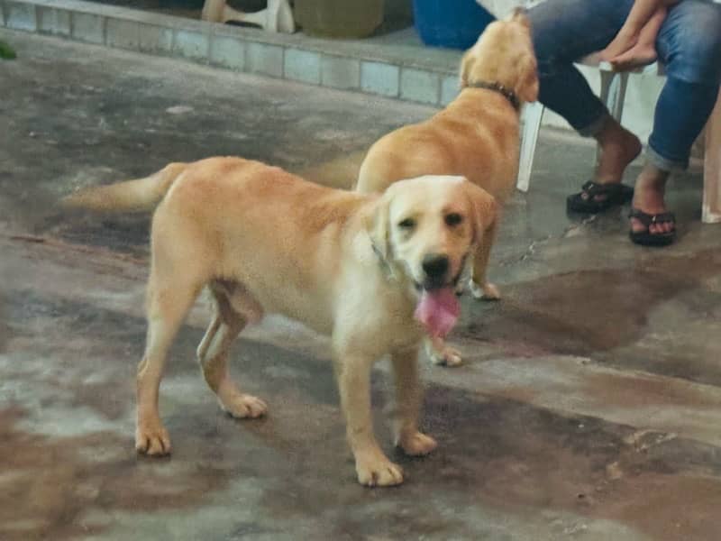 Labrador Dogs pair 5