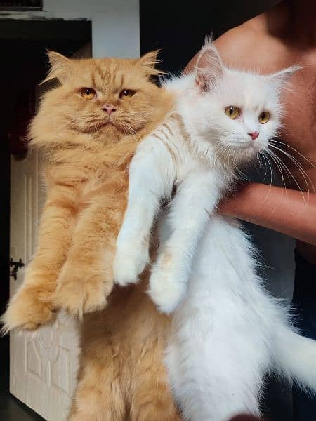 pure Persian cats pair female pregnant 0