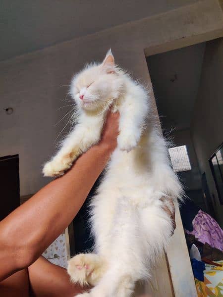 pure Persian cats pair female pregnant 8