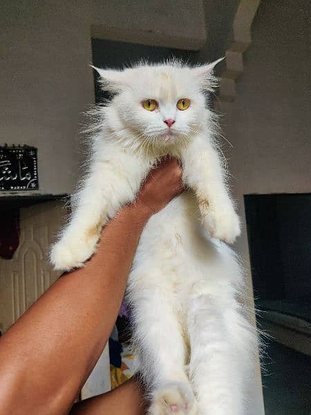 pure Persian cats pair female pregnant 9