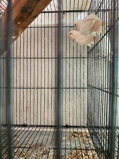 love birds for sale 4 breeder pairs