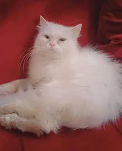 PERSIAN CAT!