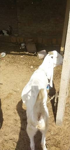 Gulabi Bela Female for sale