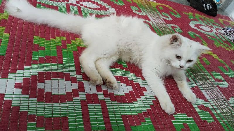 Persian cat 2