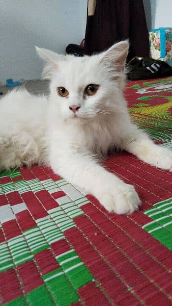 Persian cat 3