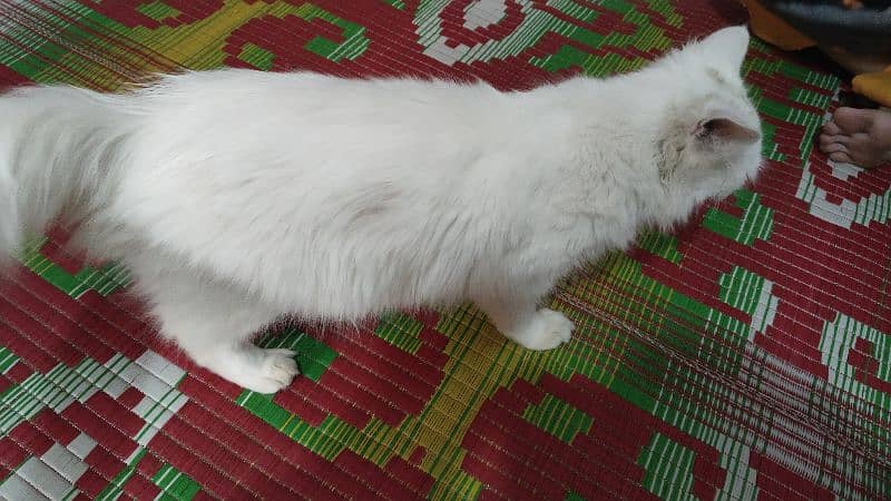 Persian cat 5