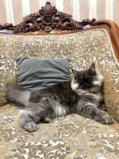 Ash grey Persian cat