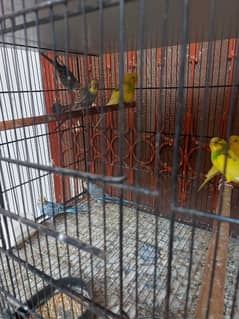 budgie pairs