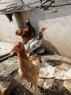 hen sale with chicks