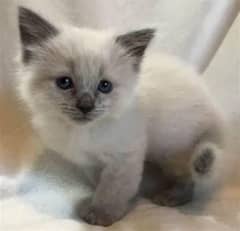 Himalayan kitten+ Persian kittens available   each kitten 8k