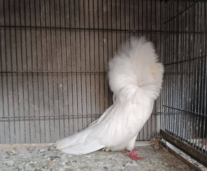 White Jacobin (Naqab Poch) Male 1