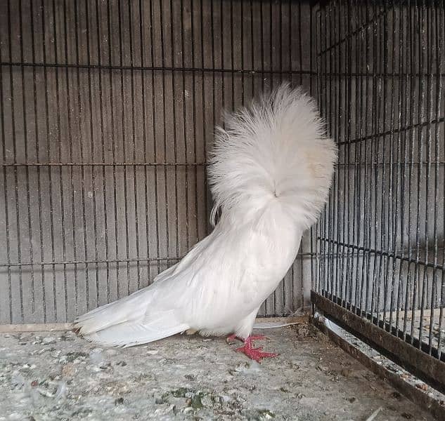 White Jacobin (Naqab Poch) Male 0