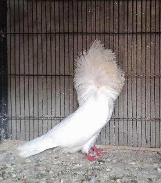 White Jacobin (Naqab Poch) Male 4