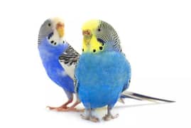 stock available in budgies