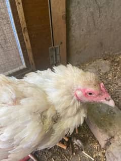 heeri  aseel hens for sell