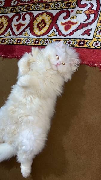 Persian Cat Male Fully Trained 0