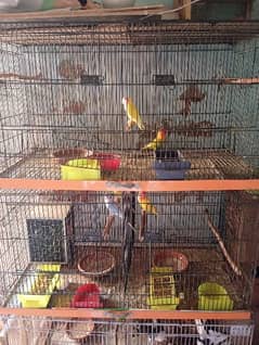 love bird 3 pairs box and cages 0