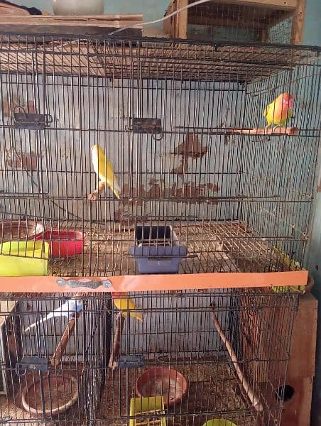 love bird 3 pairs box and cages 1