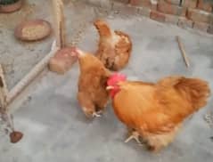 golden buff chicks for sale