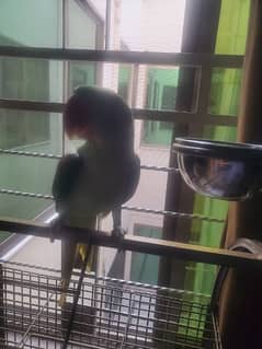 raw parrot talking