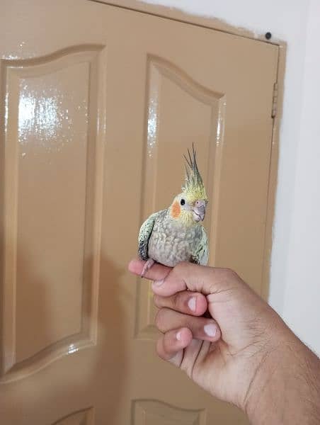 handtame cocktail parrot/bird/handtame parrot 0