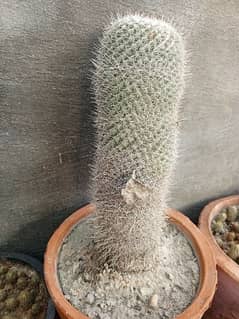 Cactus