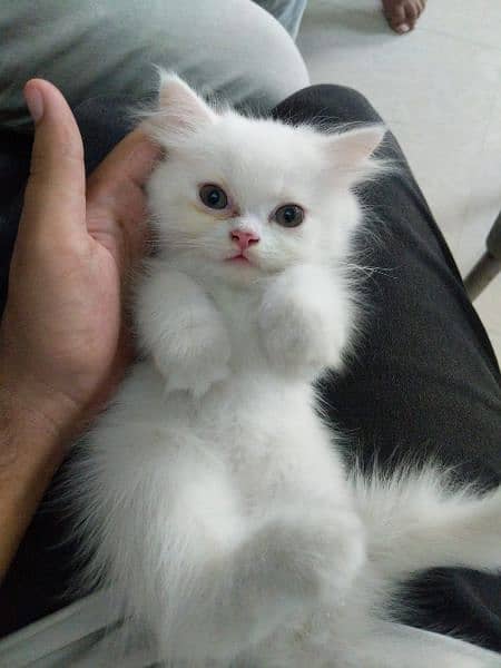 pure white Persian cat 0