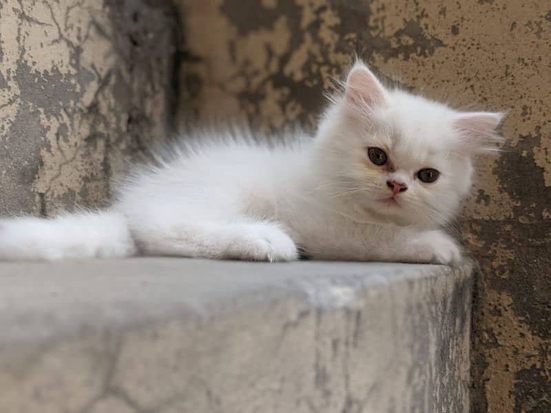 pure white Persian cat 2