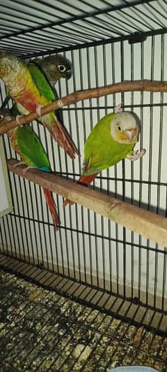 URGENT SALE 2 PAIRS CONURES WITH DNA