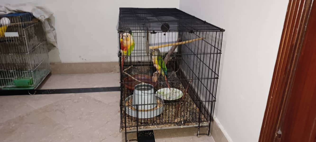 URGENT SALE 2 PAIRS CONURES WITH DNA 4