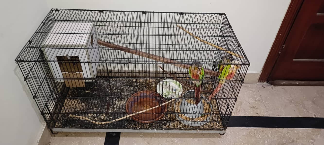 URGENT SALE 2 PAIRS CONURES WITH DNA 6