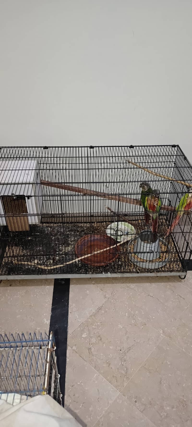 URGENT SALE 1 PAIR CONURE WITHOUT DNA 8