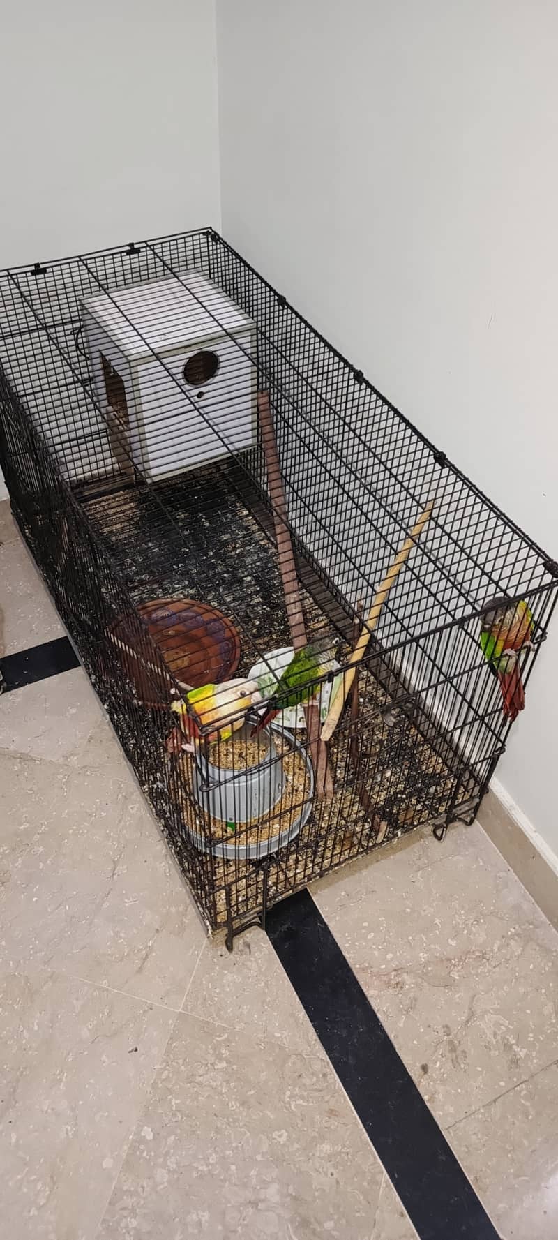 URGENT SALE 2 PAIRS CONURES WITH DNA 9