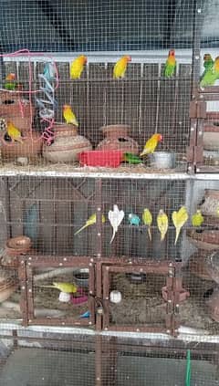 Albino red eyes | fisher | Luttino |cage |parrot |love birds | breeder